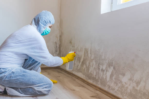Licensed Black Mold Removal service in Centereach, NY - WQB Mold Removal