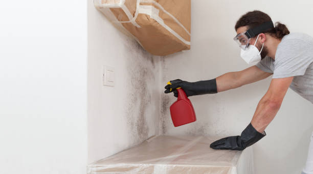 Professional Black Mold Removal technician working in Centereach, NY