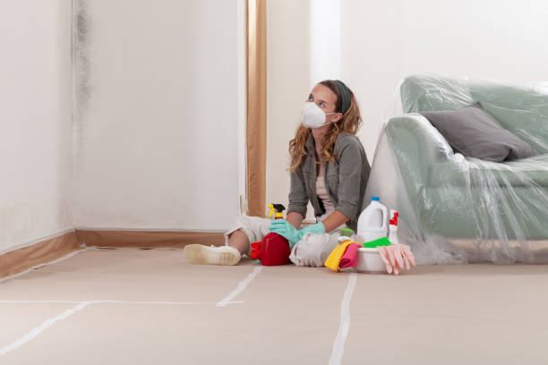 Reliable Black Mold Removal contractor in Centereach, NY by WQB Mold Removal