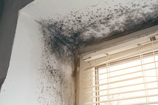 Affordable Black Mold Removal solutions in Centereach, NY